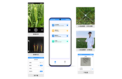 北区小麦亩穗数分析仪IN-XM02
