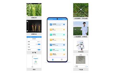 北区小麦表型测量仪IN-XM05
